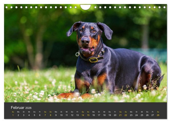 Produktbild: Dobermann 2026 (Wandkalender 2026 DIN A4 quer), CALVENDO Monatskalender