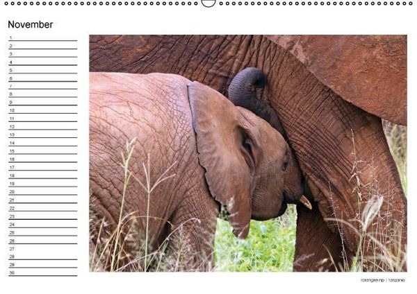 Produktbild: begegnungen - elefanten im s&uuml;dlichen afrika (Wandkalender immerw&auml;hrend DIN A2 quer)