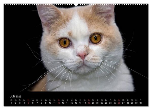 Produktbild: Britisch Kurzhaar Katzen (hochwertiger Premium Wandkalender 2026 DIN A2 quer), Kunstdruck in Hochglanz