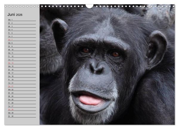 Produktbild: Schimpansen (Wandkalender 2026 DIN A3 quer), CALVENDO Monatskalender