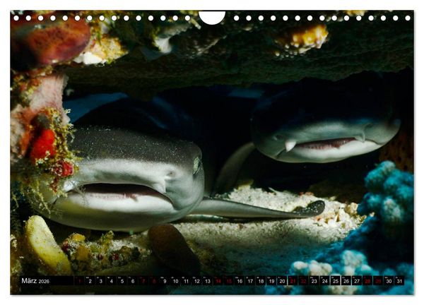 Produktbild: Malediven - Die bunte Unterwasserwelt (Wandkalender 2026 DIN A4 quer), CALVENDO Monatskalender