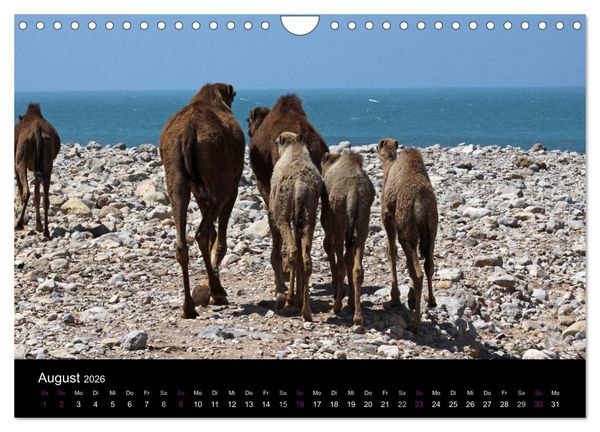 Produktbild: Kamele 2026 - Unterwegs mit zottigen W&uuml;stenschiffen (Wandkalender 2026 DIN A4 quer), CALVENDO Monatskalender