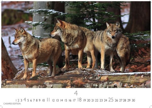 Produktbild: W&ouml;lfe Kalender 2027 &ndash; Wandkalender | Fotokalender Tierkalender 24x35cm - . mit faszinierenden Wolf-Motiven,
