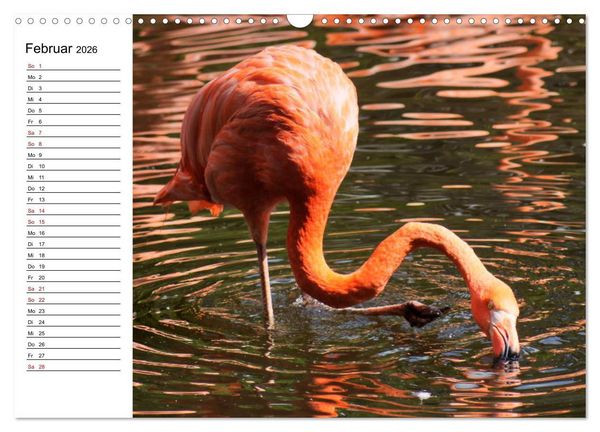 Produktbild: Elegante Flamingo (Wandkalender 2026 DIN A3 quer), CALVENDO Monatskalender
