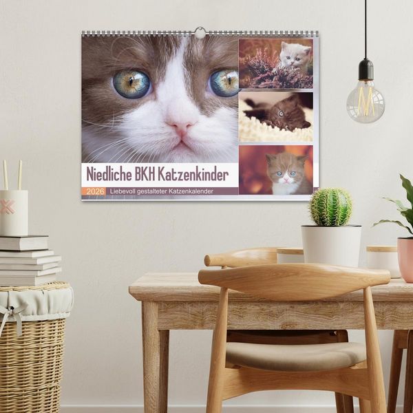 Produktbild: Niedliche BKH Katzenkinder (Wandkalender 2026 DIN A3 quer), CALVENDO Monatskalender