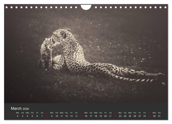 Produktbild: African Souls African animals with soul (Wall Calendar 2026 DIN A4 landscape), CALVENDO 12 Month Wall Calendar