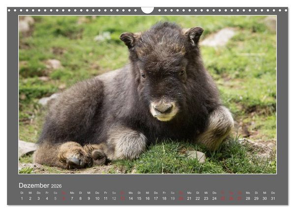 Produktbild: Tierbabys 2026 (Wandkalender 2026 DIN A3 quer), CALVENDO Monatskalender