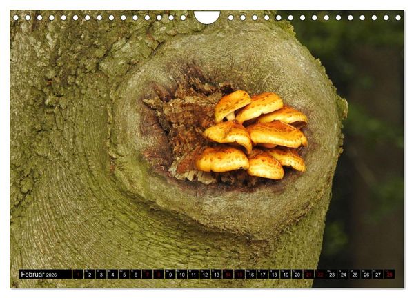 Produktbild: Naturwunder Wald (Wandkalender 2026 DIN A4 quer), CALVENDO Monatskalender