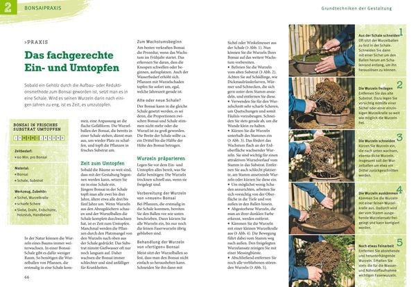 Produktbild: Bonsai ziehen, gestalten und pflegen