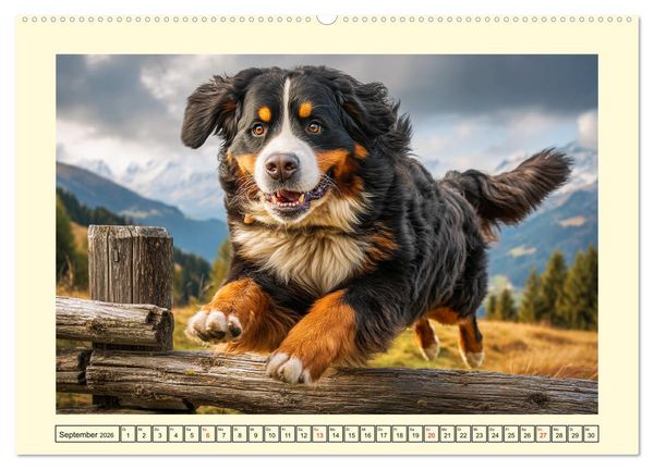 Produktbild: Berner Sennenhund. Sanfte Seelen zwischen Alpengl&uuml;ck und Abenteuerlust (hochwertiger Premium Wandkalender 2026 DIN A2 quer), Kunstdruck in Hochglanz