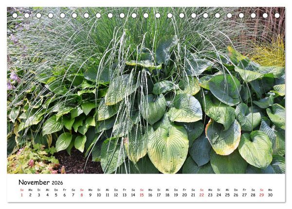 Produktbild: Mein Garten Eine Leidenschaft (Tischkalender 2026 DIN A5 quer), CALVENDO Monatskalender