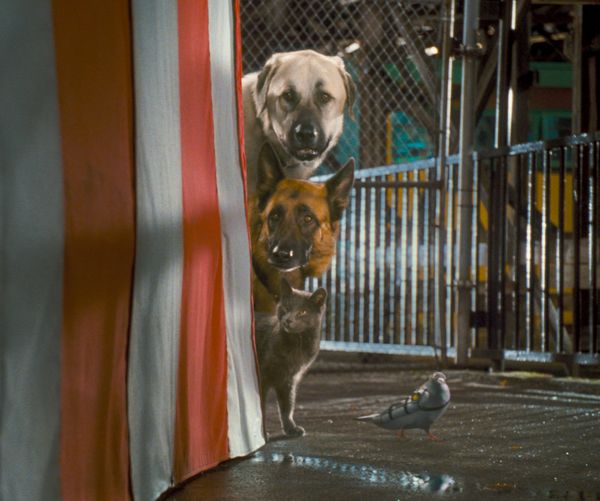 Produktbild: Cats & Dogs - Die Rache der Kitty Kahlohr (inkl. Digital Copy)