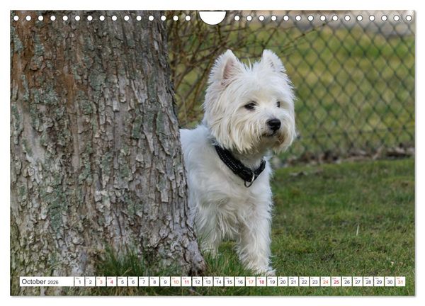 Produktbild: West Highland White Terrier - Your charming companion (Wall Calendar 2026 DIN A4 landscape), CALVENDO 12 Month Wall Calendar