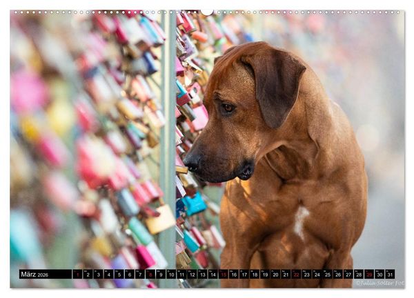 Produktbild: Ridgeback King (Wandkalender 2026 DIN A2 quer), CALVENDO Monatskalender