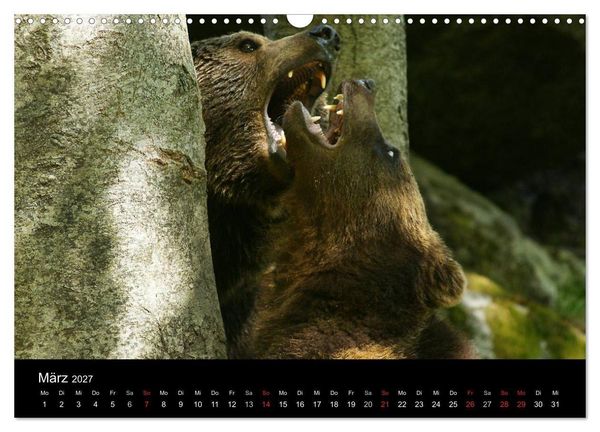 Produktbild: B&auml;ren im Nationalpark Bayerischer Wald (Wandkalender 2027 DIN A3 quer), CALVENDO Monatskalender