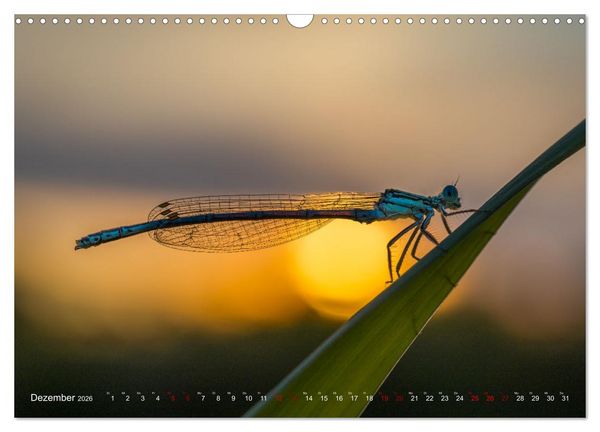 Produktbild: Naturwunder Libellen (Wandkalender 2026 DIN A3 quer), CALVENDO Monatskalender