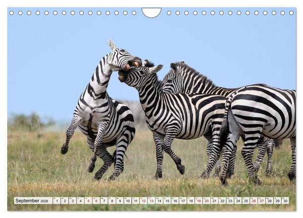 Produktbild: Faszination Afrika: Zebras (Wandkalender 2026 DIN A4 quer), CALVENDO Monatskalender