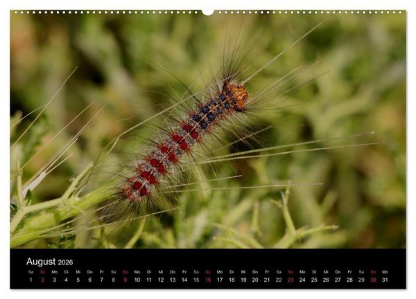 Produktbild: Faszination Schmetterlingsraupen (Wandkalender 2026 DIN A2 quer), CALVENDO Monatskalender