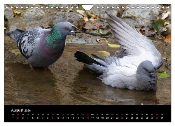 Produktbild: Tauben in der Stadt (Wandkalender 2026 DIN A4 quer), CALVENDO Monatskalender