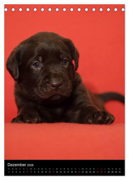 Produktbild: Labrador Welpen (Tischkalender 2026 DIN A5 hoch), CALVENDO Monatskalender