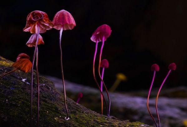 Produktbild: FANTASTISCHE PILZE - Die magische Welt zu unseren F&uuml;&szlig;en