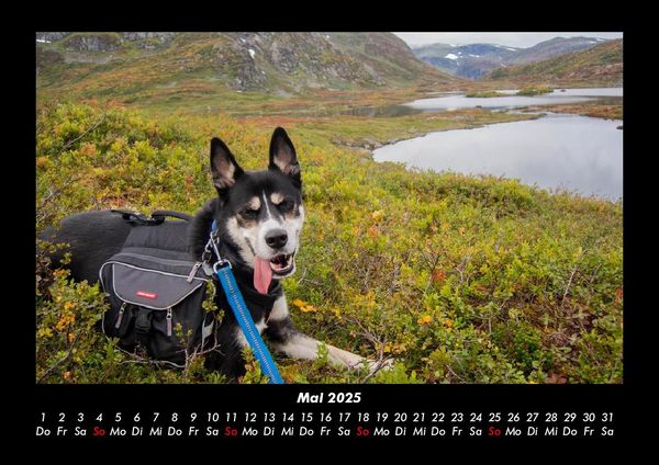 Produktbild: Der Hundekalender 2025 Fotokalender DIN A3