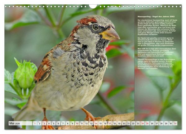 Produktbild: Heimische V&ouml;gel des Jahres (Wandkalender 2026 DIN A3 quer), CALVENDO Monatskalender