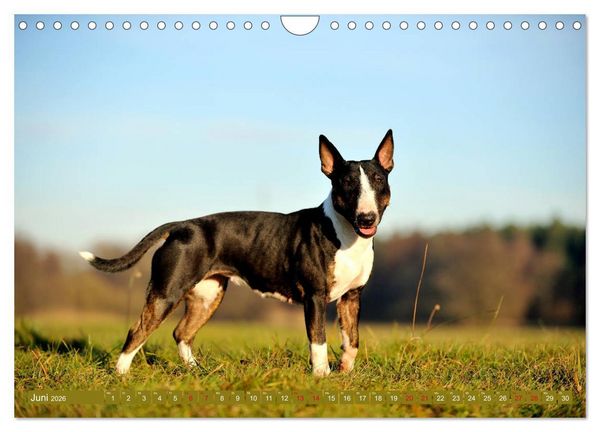 Produktbild: Bullterrier, Powerpakete auf 4 Pfoten (Wandkalender 2026 DIN A4 quer), CALVENDO Monatskalender