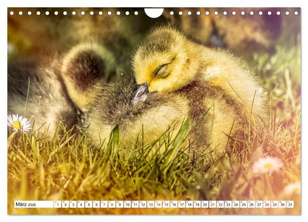 Produktbild: Flauschige Momente! Enten- und G&auml;nsek&uuml;ken im Jahreslauf (Wandkalender 2026 DIN A4 quer), CALVENDO Monatskalender