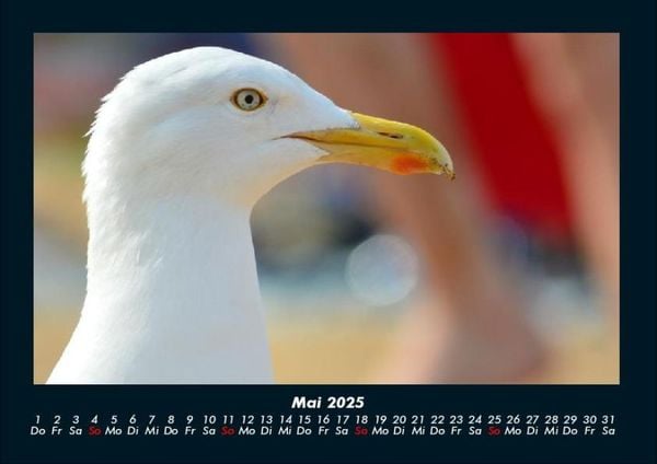 Produktbild: M&ouml;wen 2025 Fotokalender DIN A4