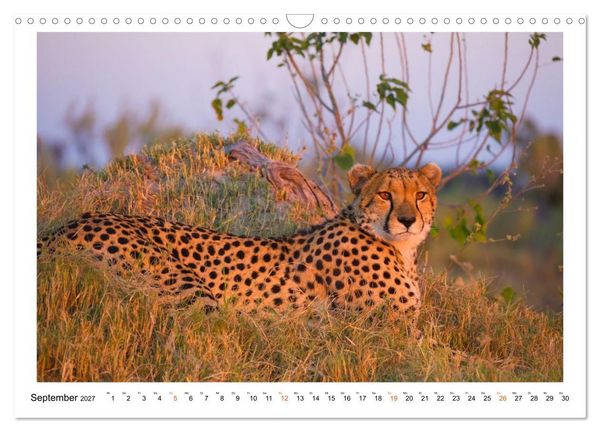 Produktbild: Afrika Wildlife-Fotografien (Wandkalender 2027 DIN A3 quer), CALVENDO Monatskalender