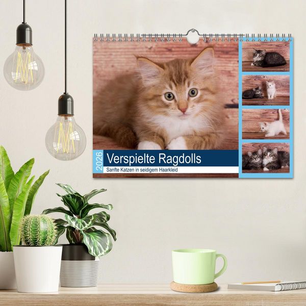 Produktbild: Verspielte Ragdolls - Sanfte Katzen in seidigem Haarkleid (Wandkalender 2026 DIN A4 quer), CALVENDO Monatskalender