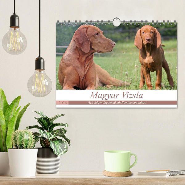 Produktbild: Magyar Vizsla - Vielseitiger Jagdhund mit Familienanschluss (Wandkalender 2026 DIN A4 quer), CALVENDO Monatskalender