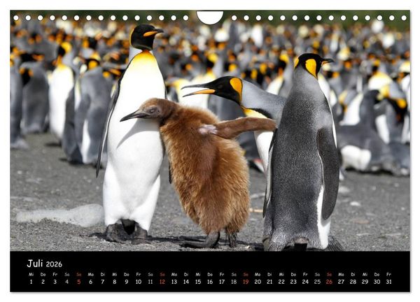 Produktbild: Pinguine aus aller Welt (Wandkalender 2026 DIN A4 quer), CALVENDO Monatskalender