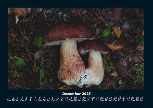 Produktbild: Pilzkalender 2025 Fotokalender DIN A4