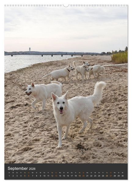 Produktbild: Berger Blanc Suisse - Freunde auf 4 Pfoten (Wandkalender 2026 DIN A2 hoch), CALVENDO Monatskalender