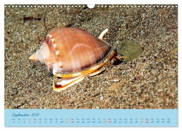 Produktbild: Sea Slugs - Little Wonders - Pure Beauties (Wall Calendar 2027 DIN A3 landscape), CALVENDO 12 Month Wall Calendar