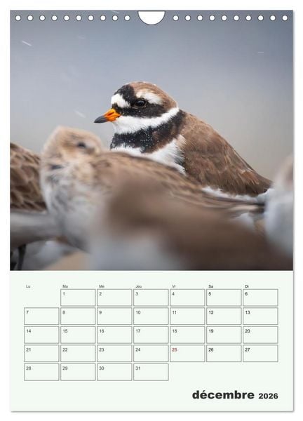 Produktbild: Le monde intime des oiseaux (Calendrier mural 2026 DIN A4 horizontal), CALVENDO calendrier mensuel