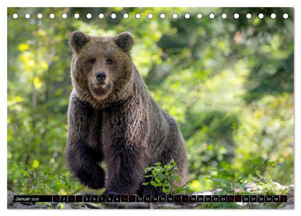 Produktbild: Lautlos in den W&auml;ldern Sloweniens (Tischkalender 2026 DIN A5 quer), CALVENDO Monatskalender