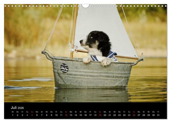 Produktbild: Der Bordercollie-Kalender (Wandkalender 2026 DIN A3 quer), CALVENDO Monatskalender