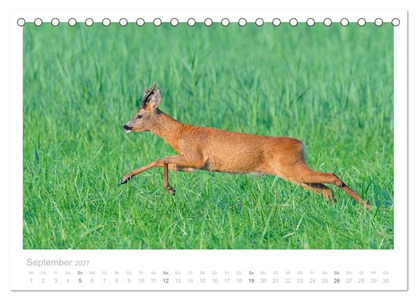 Produktbild: Rehwild 2027 (Tischkalender 2027 DIN A5 quer), CALVENDO Monatskalender
