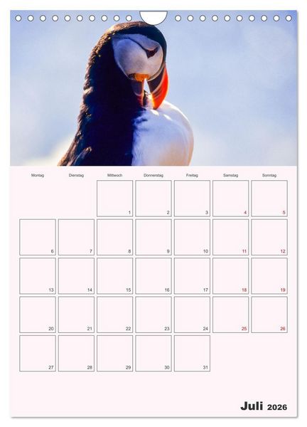 Produktbild: Papageitaucher Monatsplaner (Wandkalender 2026 DIN A4 hoch), CALVENDO Monatskalender
