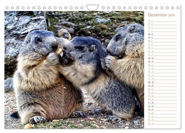 Produktbild: Wildlife - Verspielte Murmeltiere (Wandkalender 2026 DIN A4 quer), CALVENDO Monatskalender