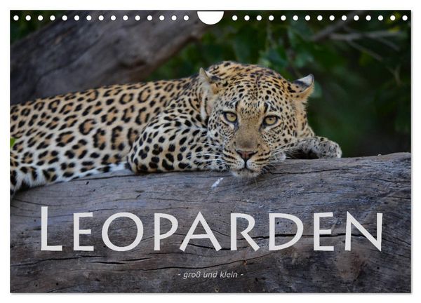 Produktbild: Leoparden - gro&szlig; und klein (Wandkalender 2026 DIN A4 quer), CALVENDO Monatskalender