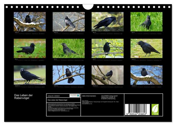 Produktbild: Das Leben der Rabenv&ouml;gel (Wandkalender 2026 DIN A4 quer), CALVENDO Monatskalender