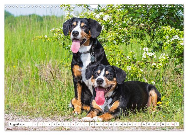 Produktbild: Schweizer Sennenhunde - die Hunde aus den Schweizer Alpen (Wandkalender 2026 DIN A3 quer), CALVENDO Monatskalender