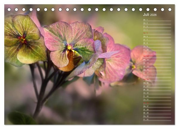 Produktbild: Die Hortensie und ihre vielen Gesichter (Tischkalender 2026 DIN A5 quer), CALVENDO Monatskalender