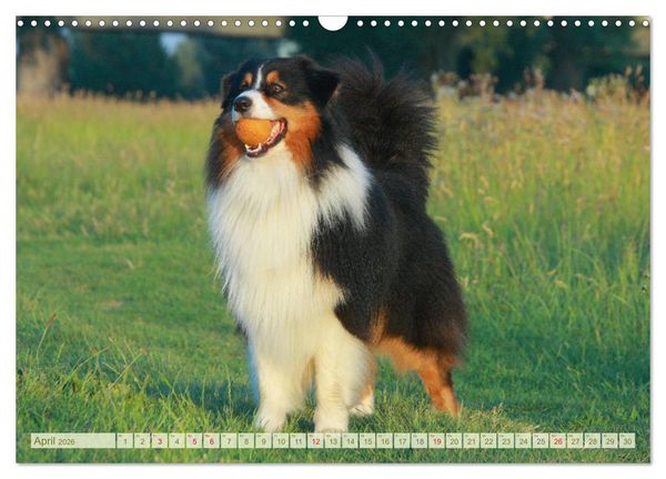 Produktbild: Australian Shepherd - H&uuml;tehunde mit Familienanschluss (Wandkalender 2026 DIN A3 quer), CALVENDO Monatskalender