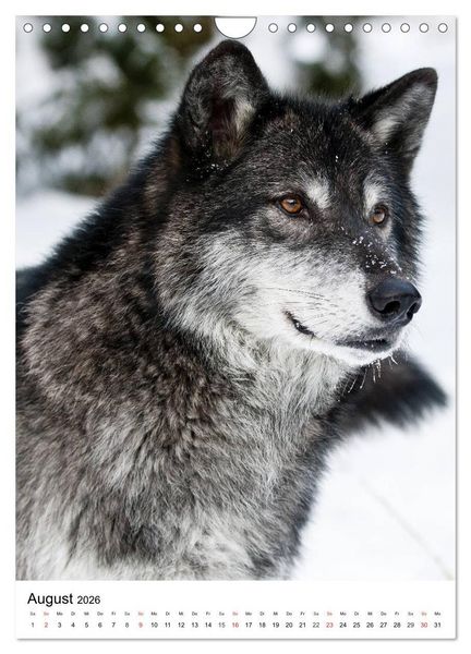 Produktbild: Wolf-Gesichter (Wandkalender 2026 DIN A4 hoch), CALVENDO Monatskalender