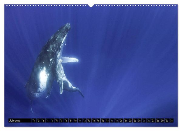 Produktbild: A Whale of a Year (High Quality Premium Wall Calendar 2026 DIN A2 landscape),CALVENDO 12 Month Wall Calendar